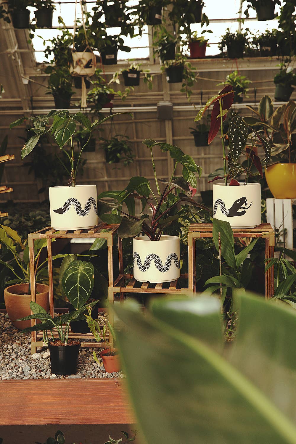 Snake Plant Pot with Saucer - Image 2