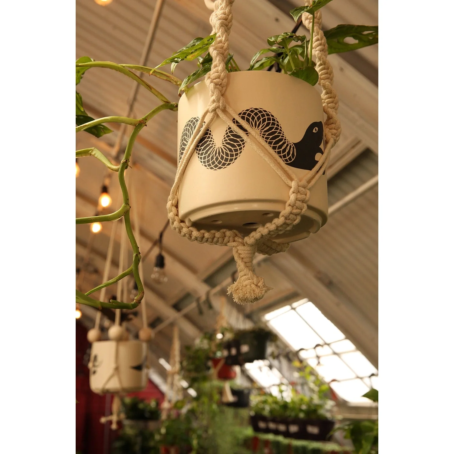 Snake Plant Pot with Saucer - Image 3