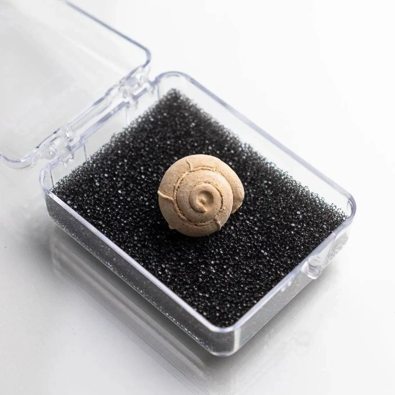 Spiral Gastropod Fossil - Image 2