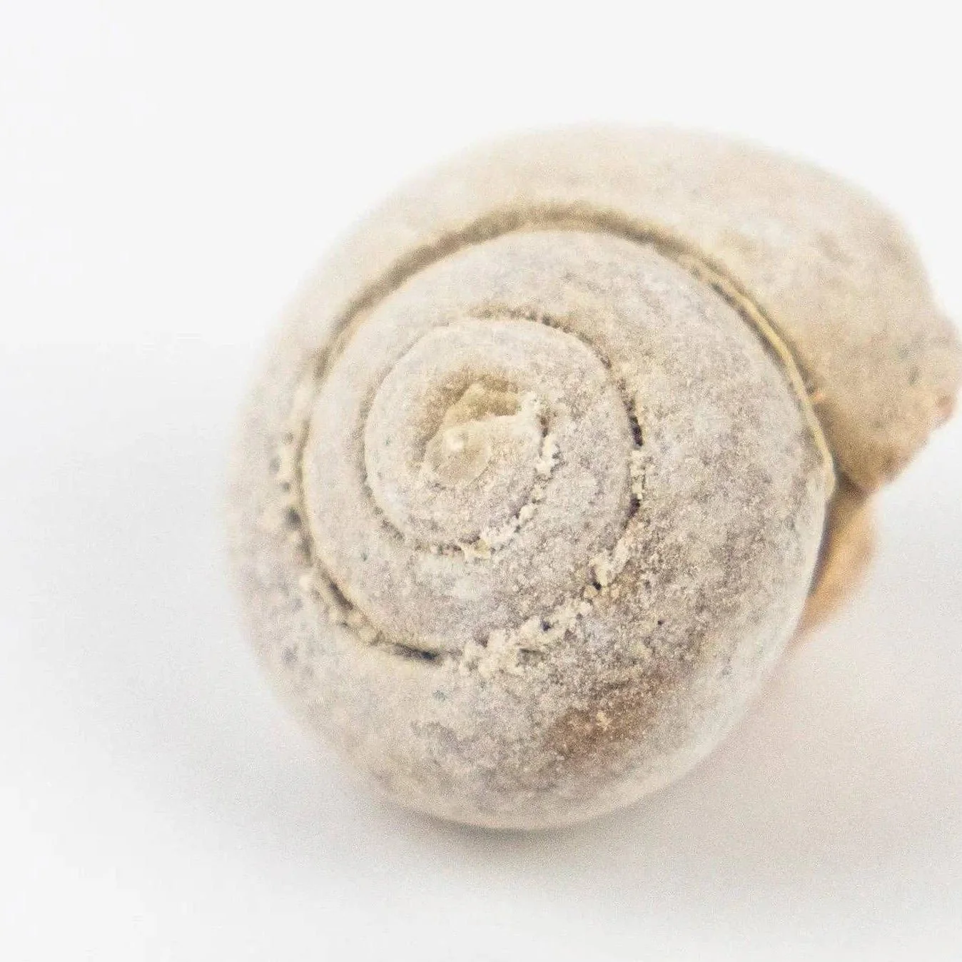 Spiral Gastropod Fossil - Image 4