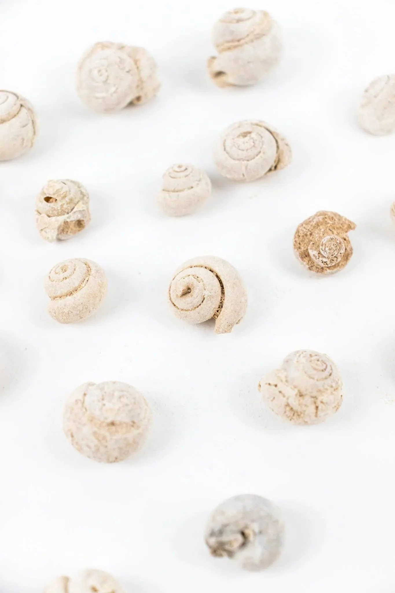 Spiral Gastropod Fossil - Image 5