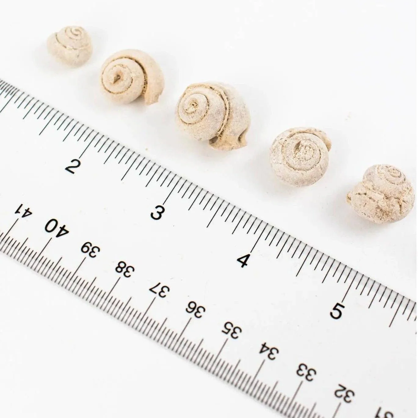 Spiral Gastropod Fossil - Image 6