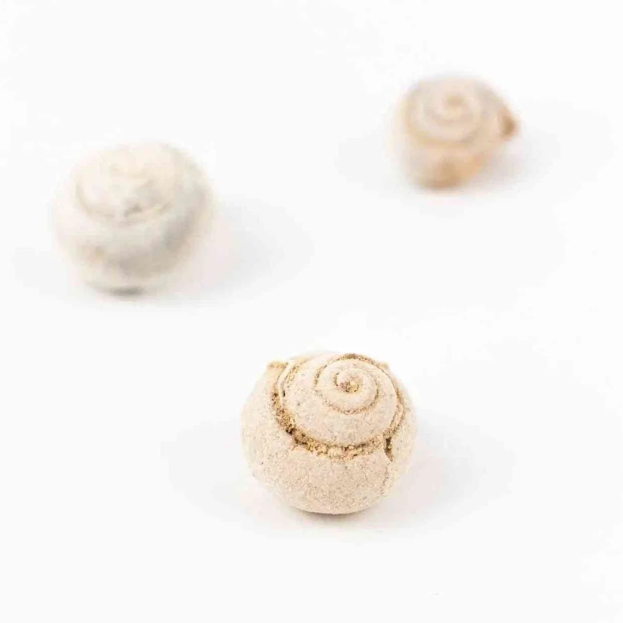 Spiral Gastropod Fossil - Image 7