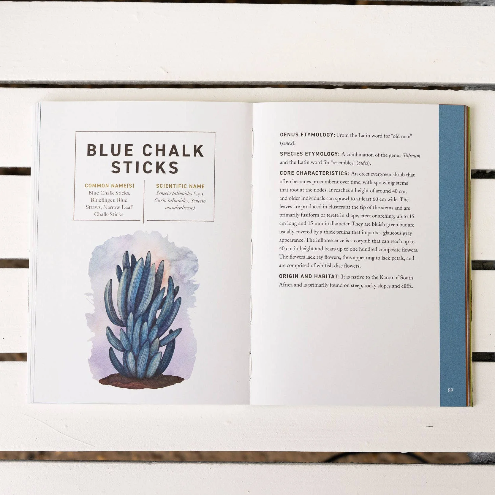 Succulents: An Illustrated Field Guide - Image 4