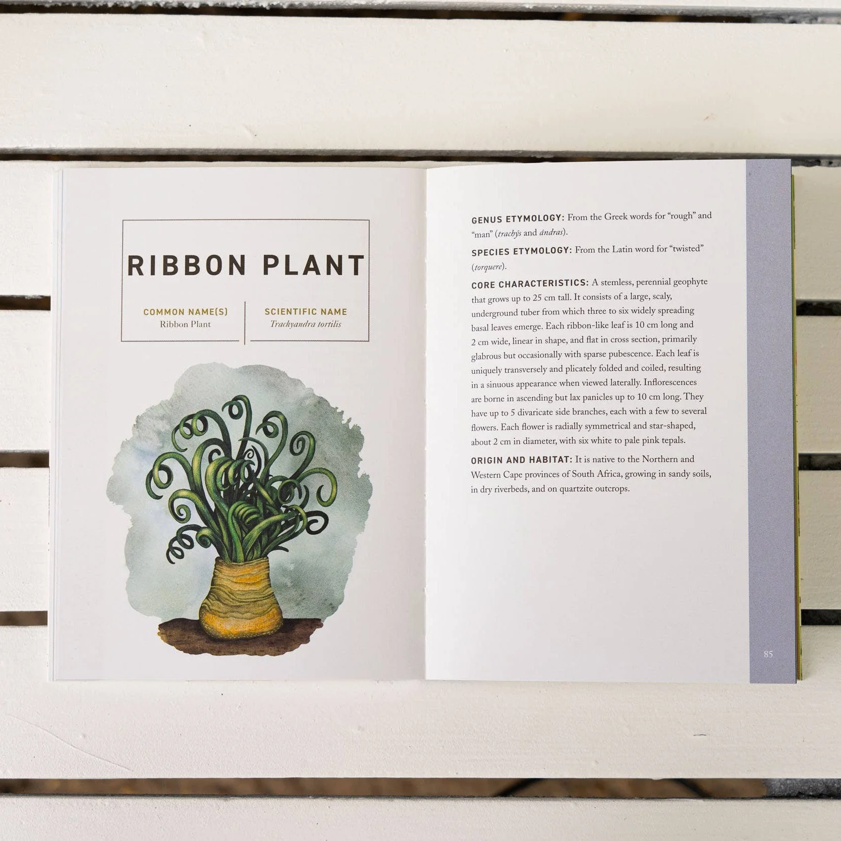 Succulents: An Illustrated Field Guide - Image 5