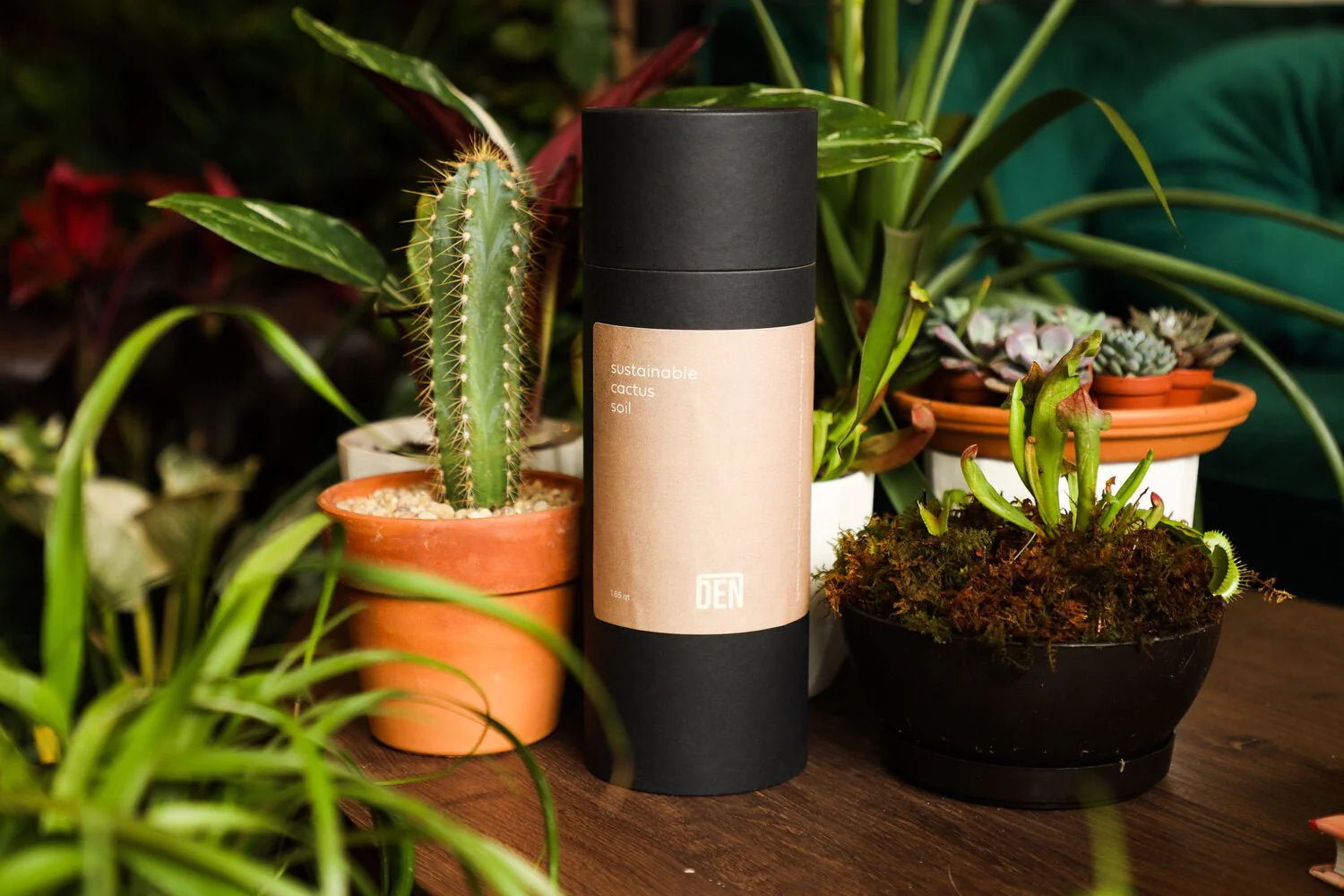 Sustainable Cactus Mix - Image 2