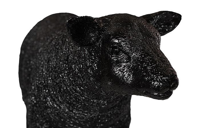 Texelaar Sheep Lamb - Image 11