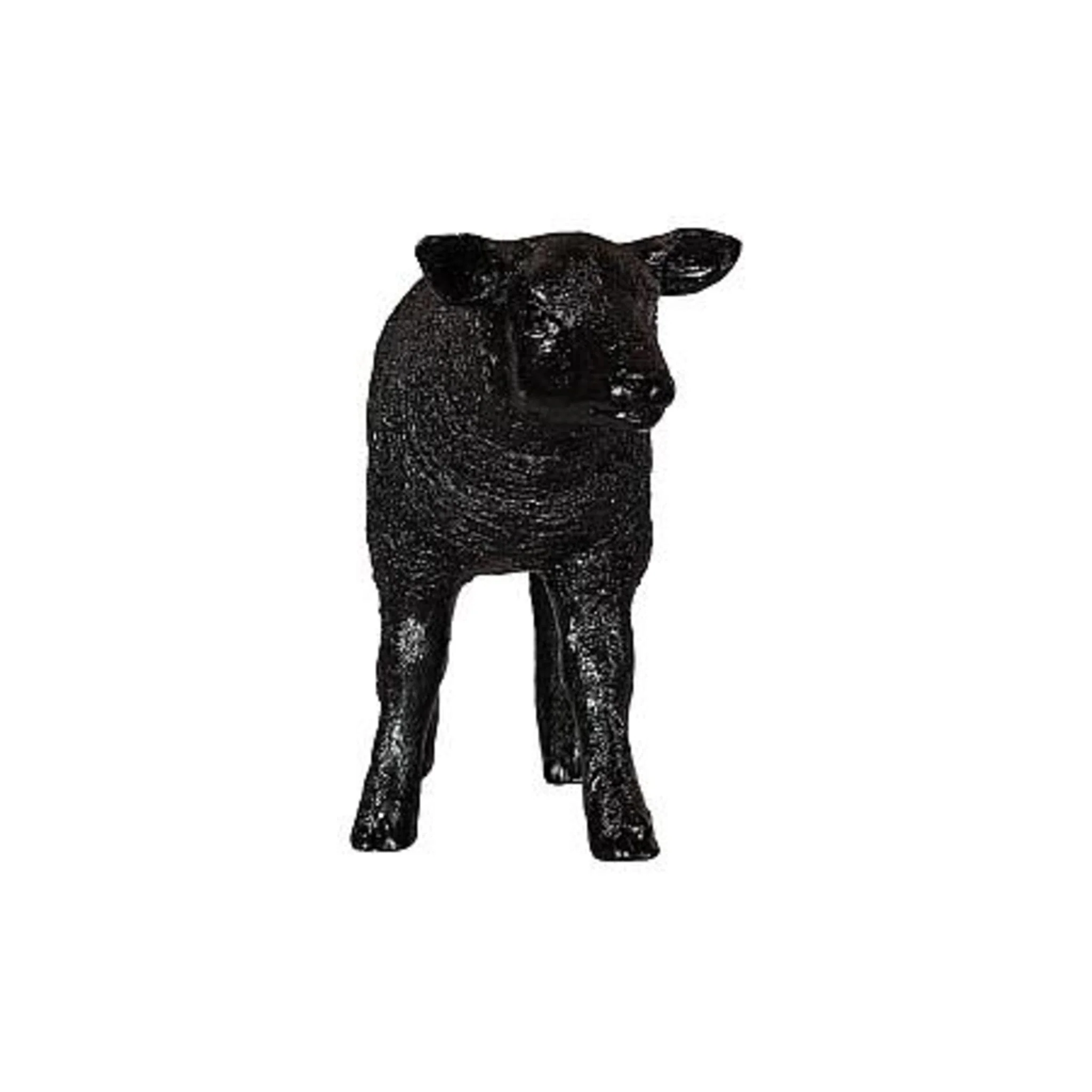 Texelaar Sheep Lamb - Image 8
