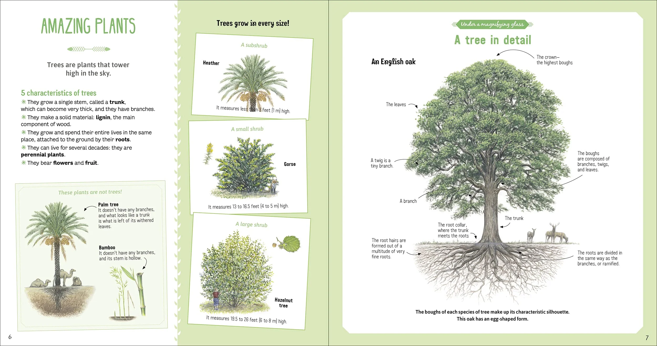 The Book of Amazing Trees - Image 2