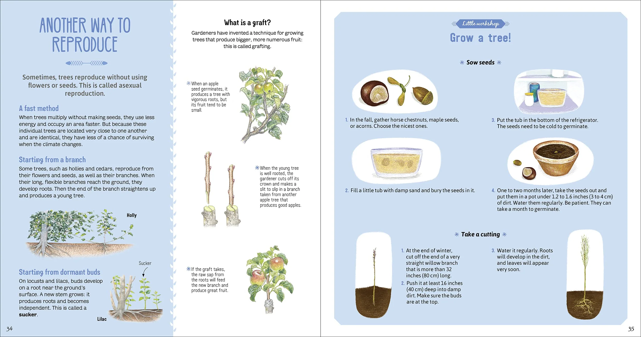 The Book of Amazing Trees - Image 4