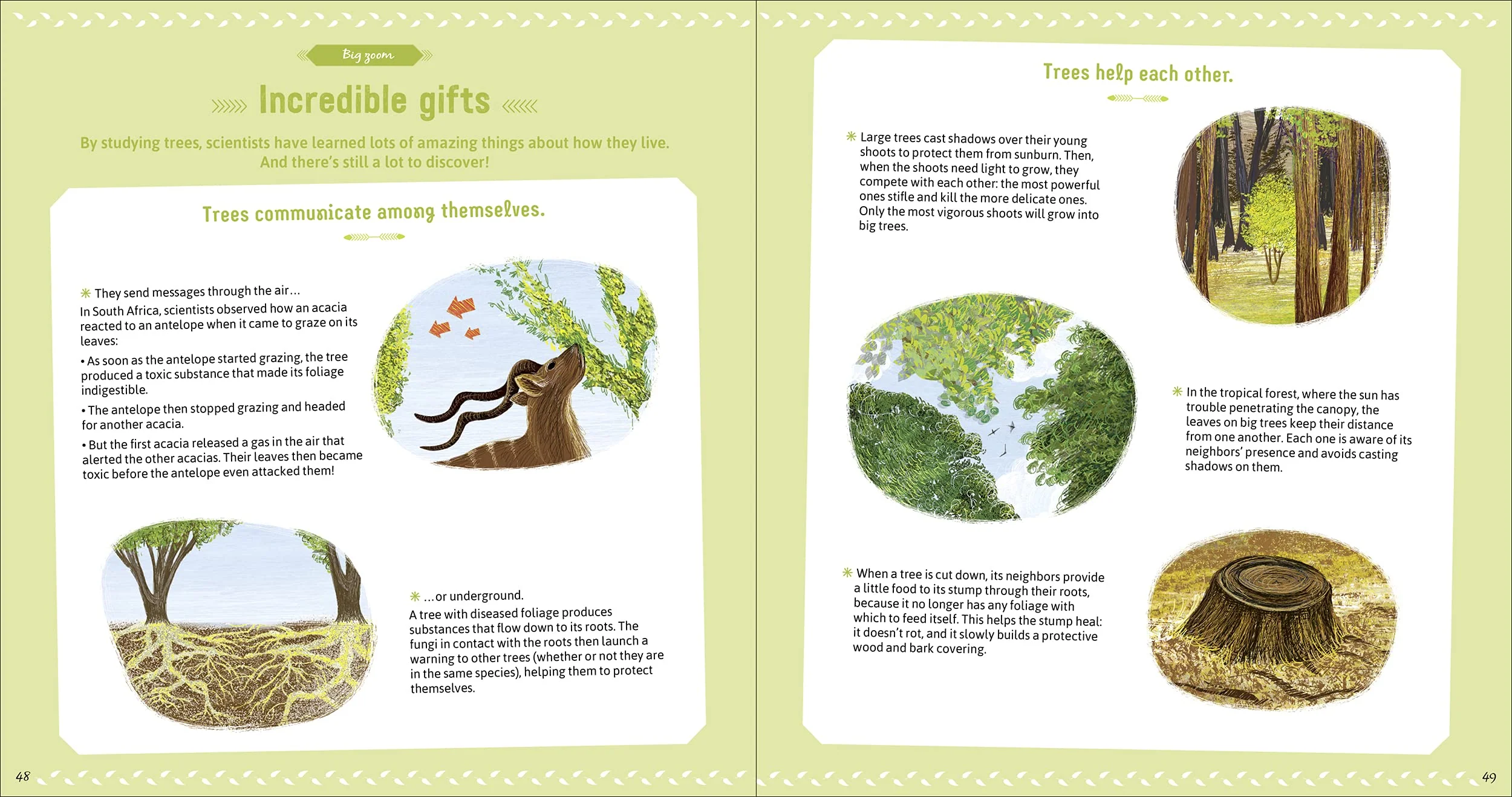 The Book of Amazing Trees - Image 5