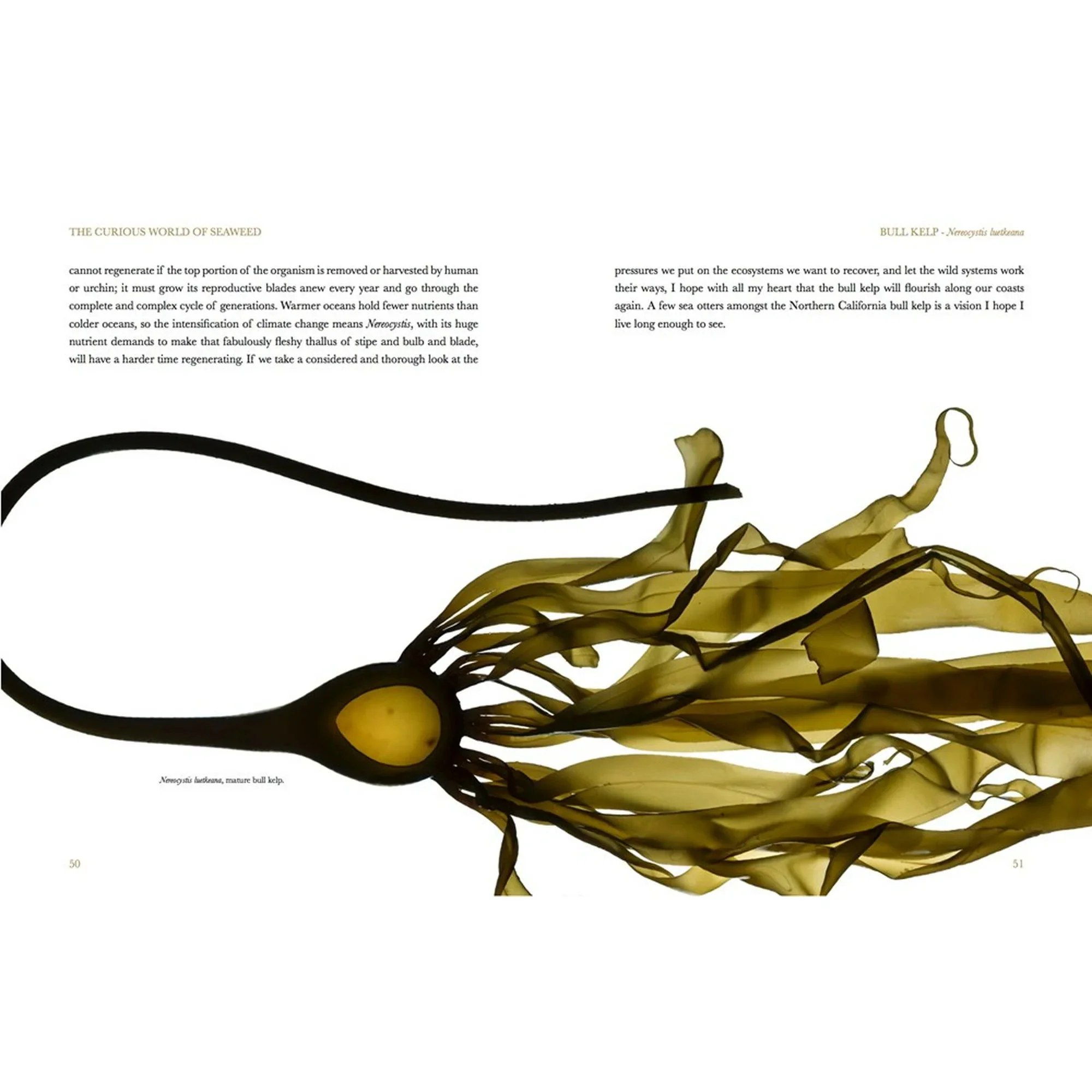 The Curious World of Seaweed - Image 2