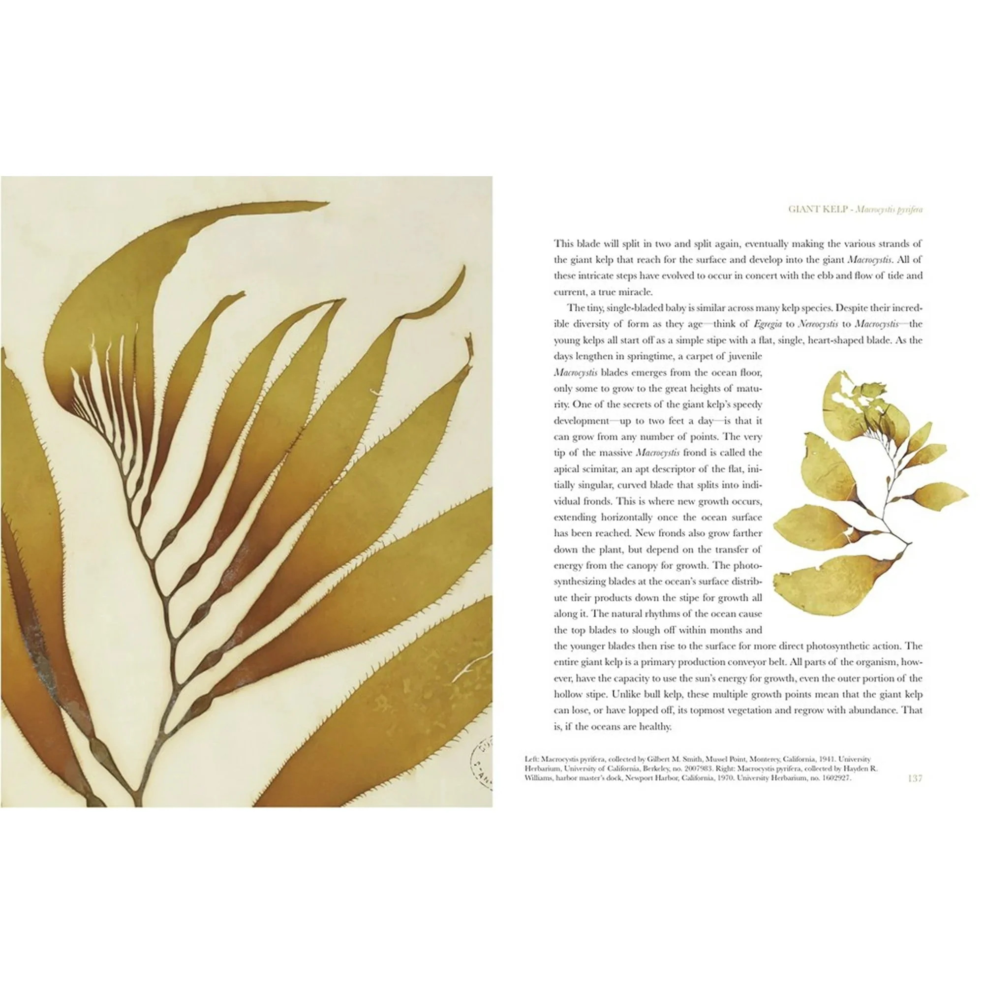 The Curious World of Seaweed - Image 4