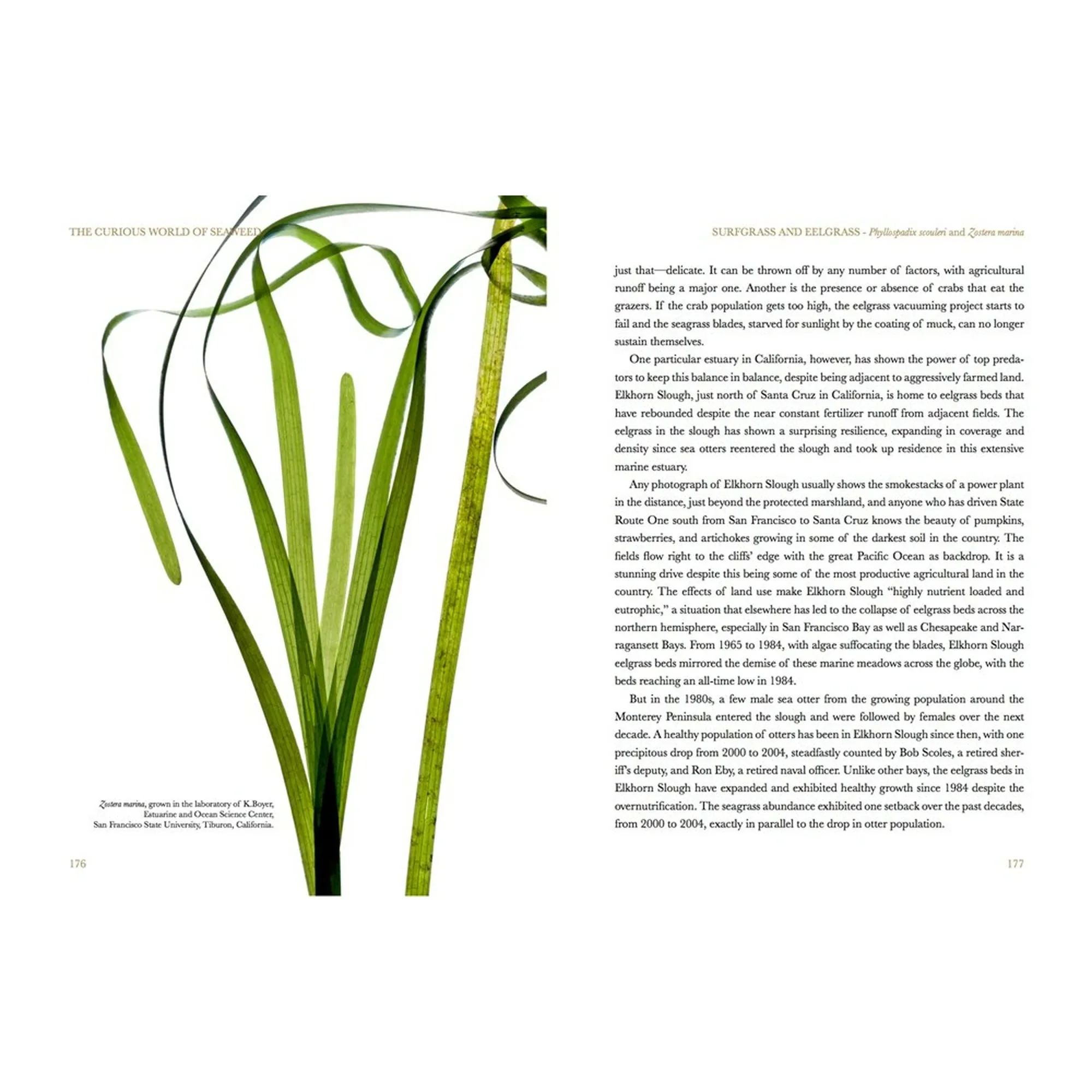 The Curious World of Seaweed - Image 5