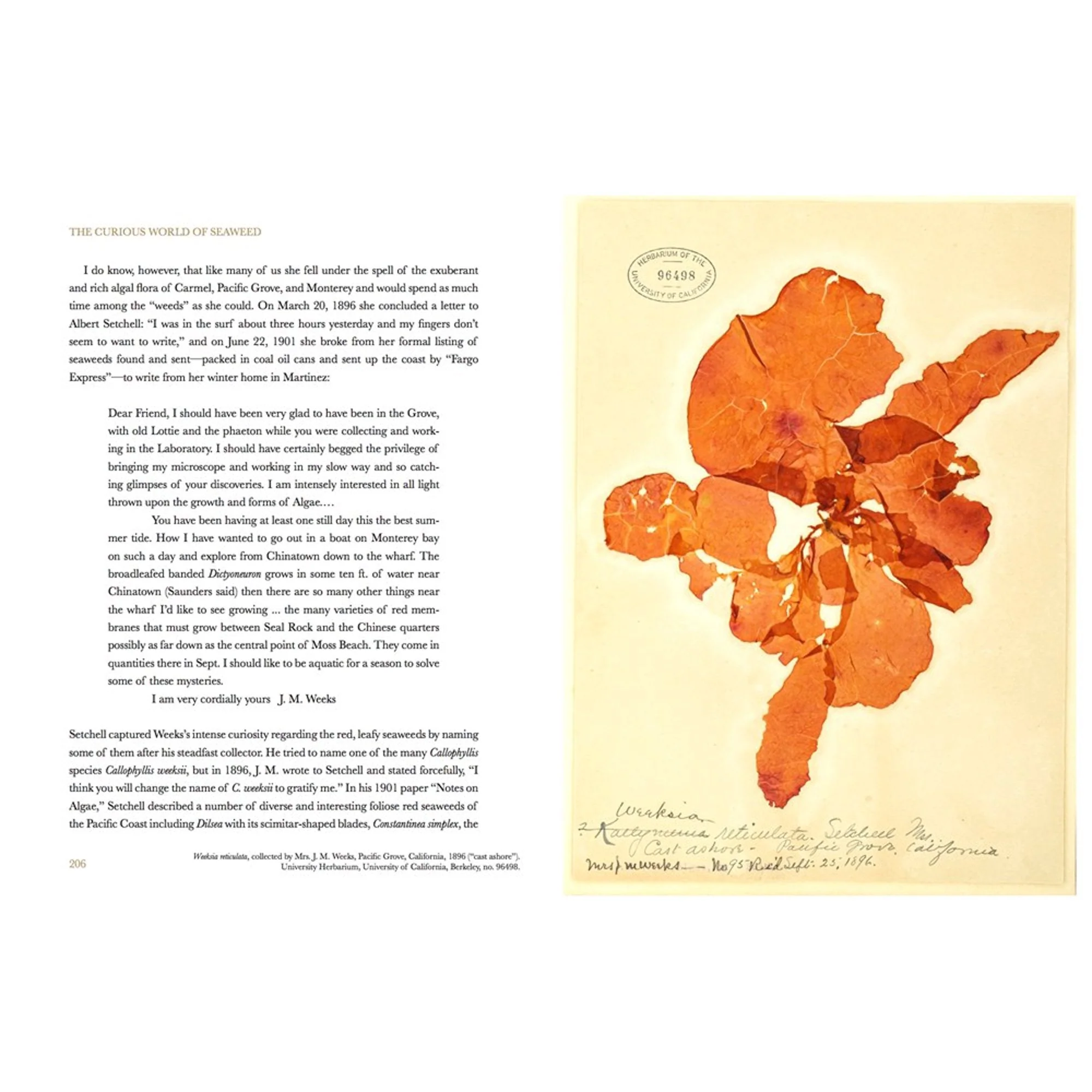 The Curious World of Seaweed - Image 6