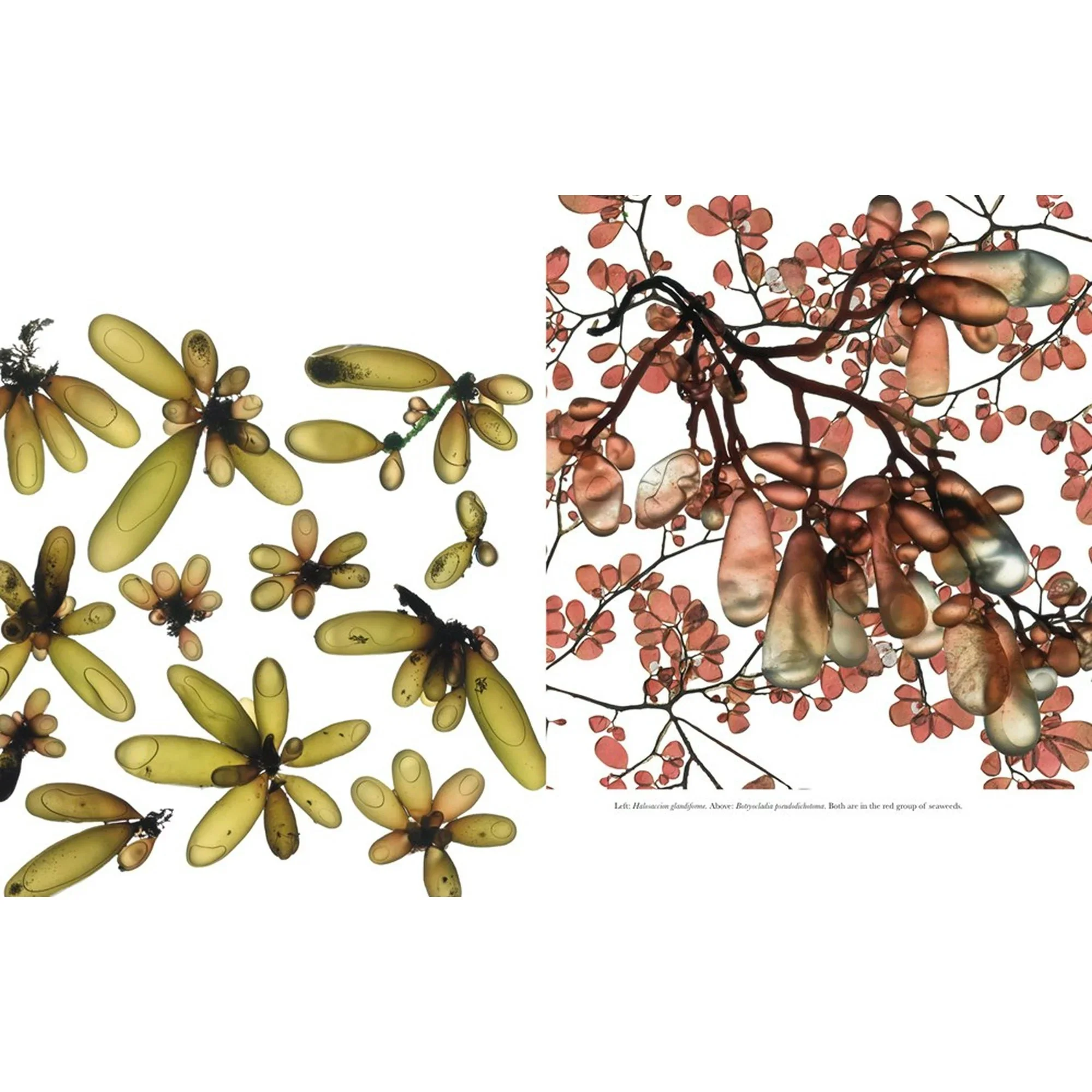 The Curious World of Seaweed - Image 7