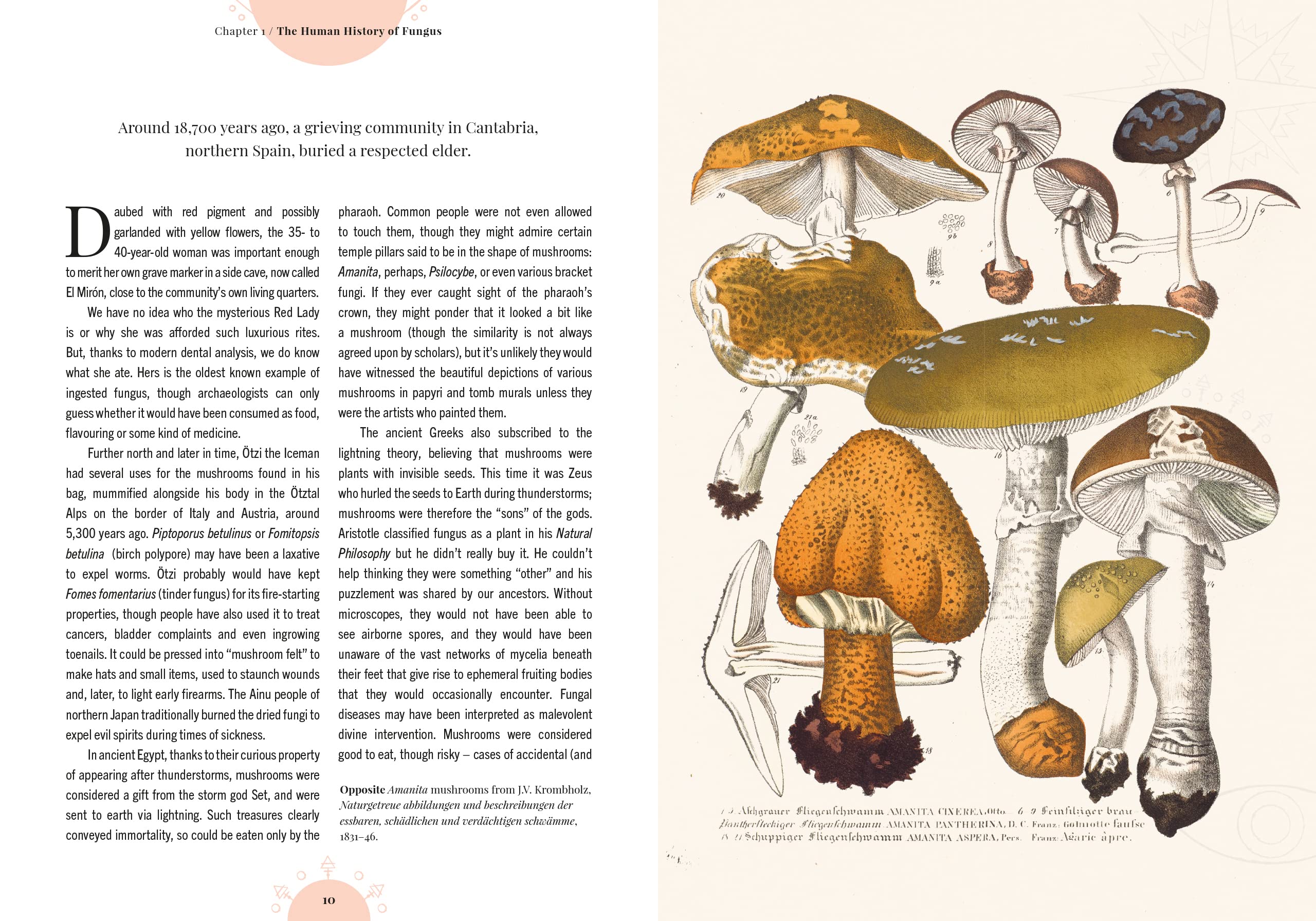 The Magic of Mushrooms - Image 3
