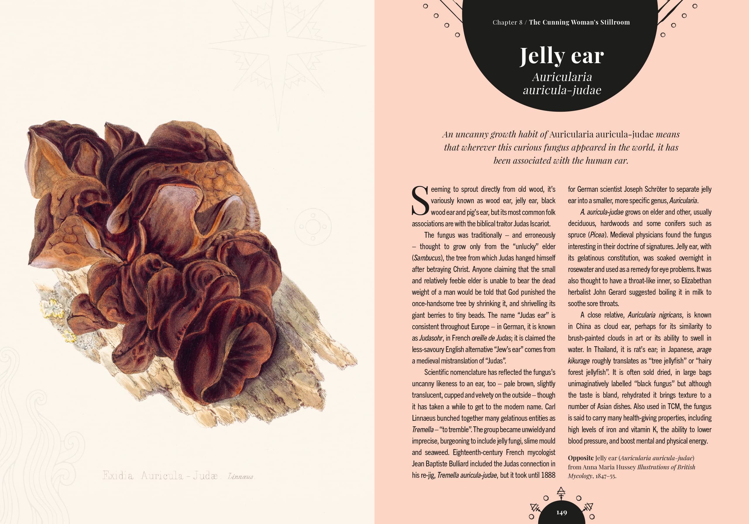 The Magic of Mushrooms - Image 5