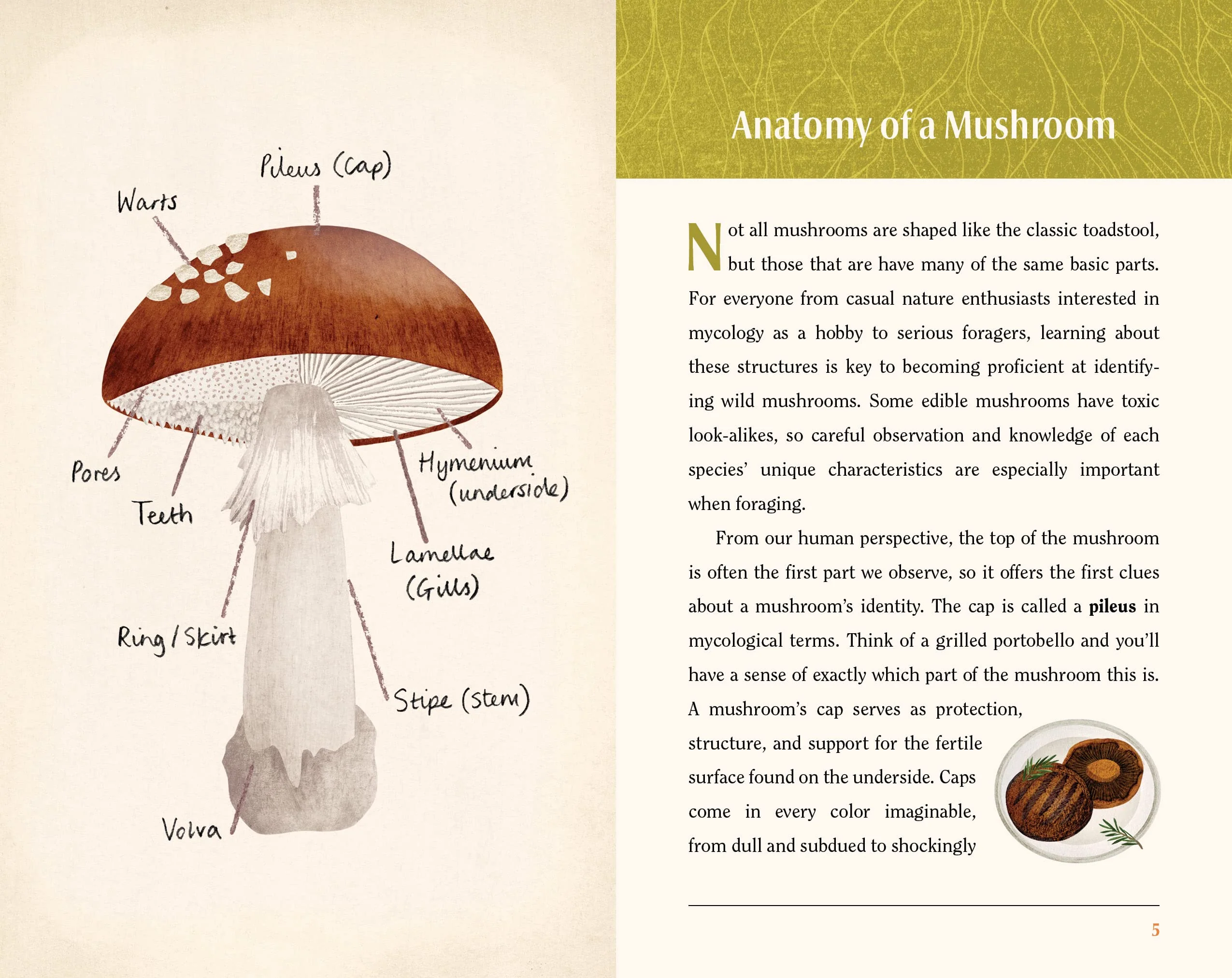 This Book is for People Who Love Mushrooms - Image 4