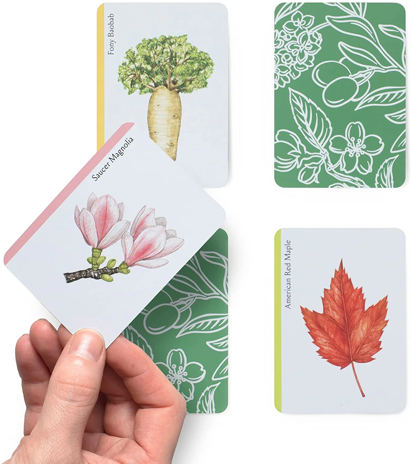 Tree Families: A Botanical Card Game - Image 3