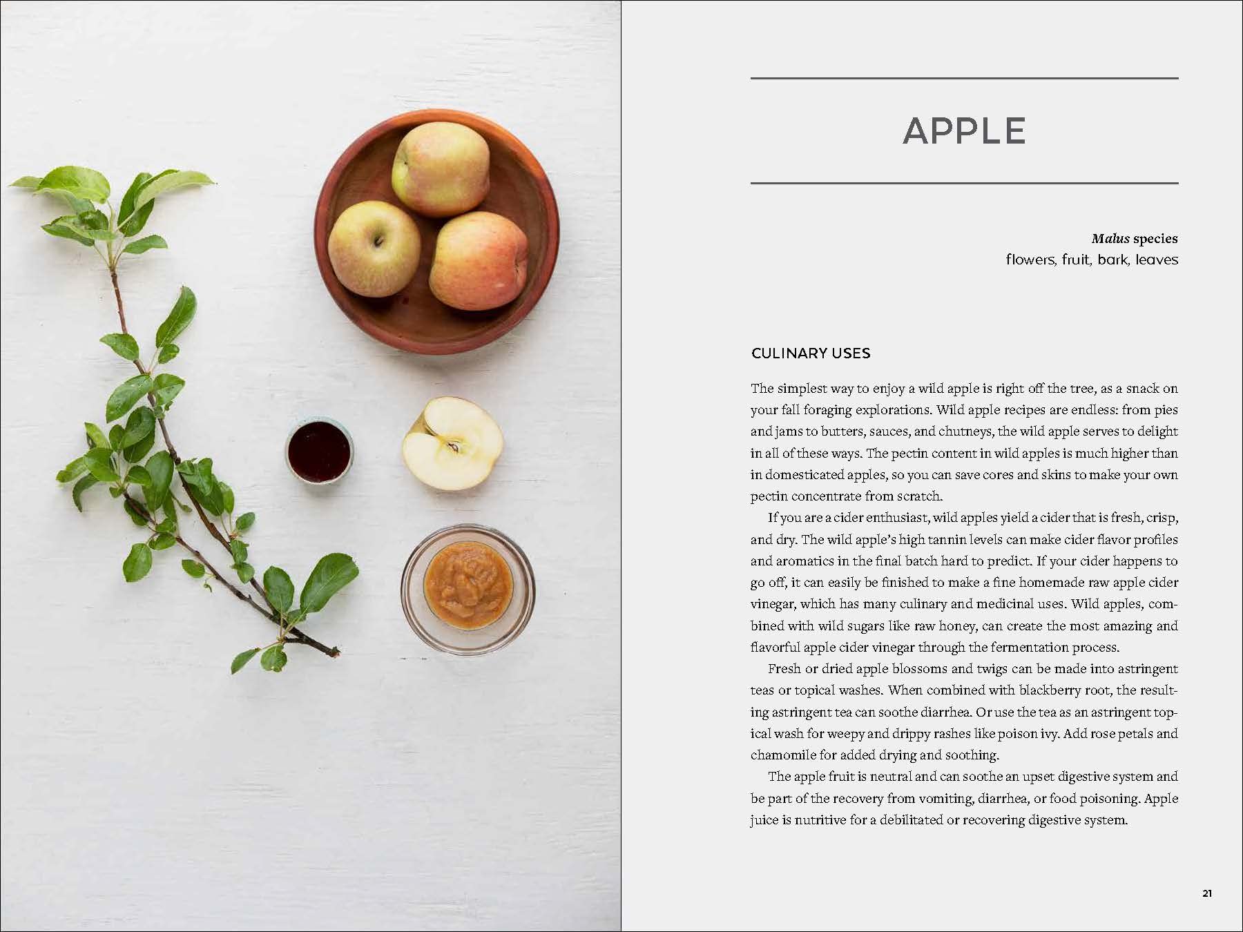 Urban Foraging: Find, Gather, and Cook 50 Wild Plants - Image 4
