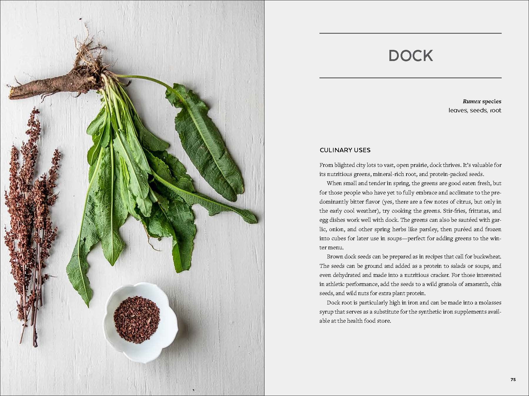 Urban Foraging: Find, Gather, and Cook 50 Wild Plants - Image 5