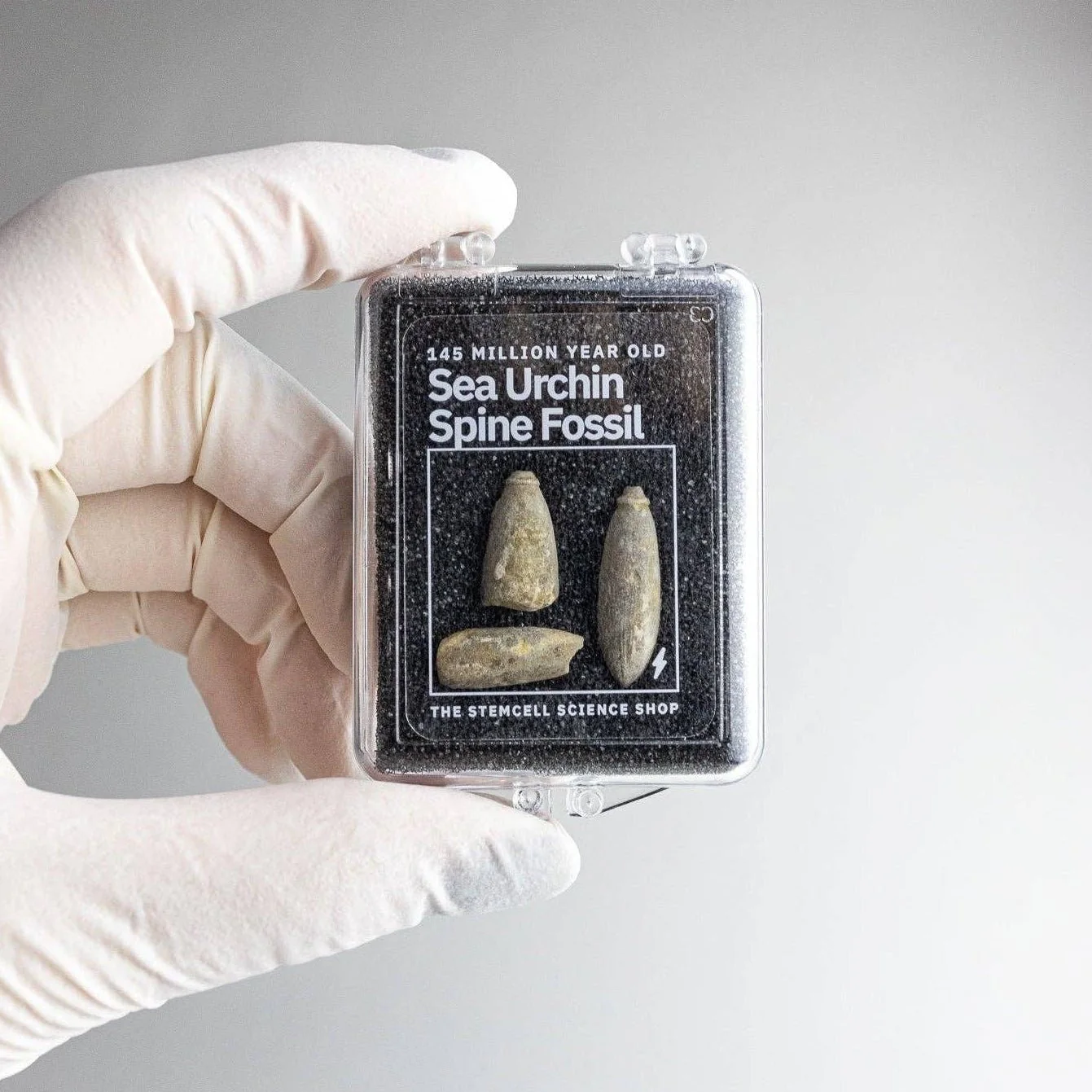 Urchin Spine Fossils - Image 2