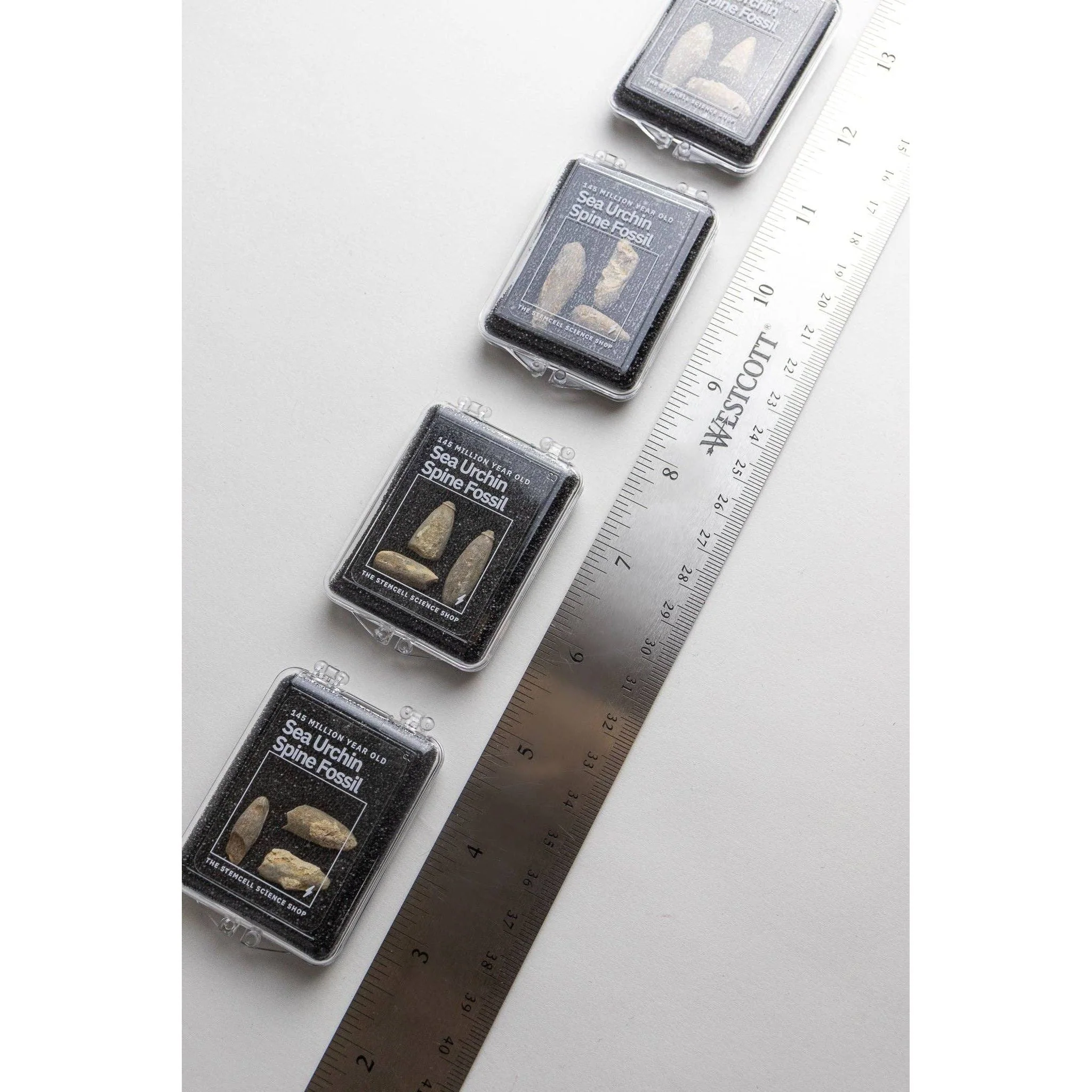 Urchin Spine Fossils - Image 3