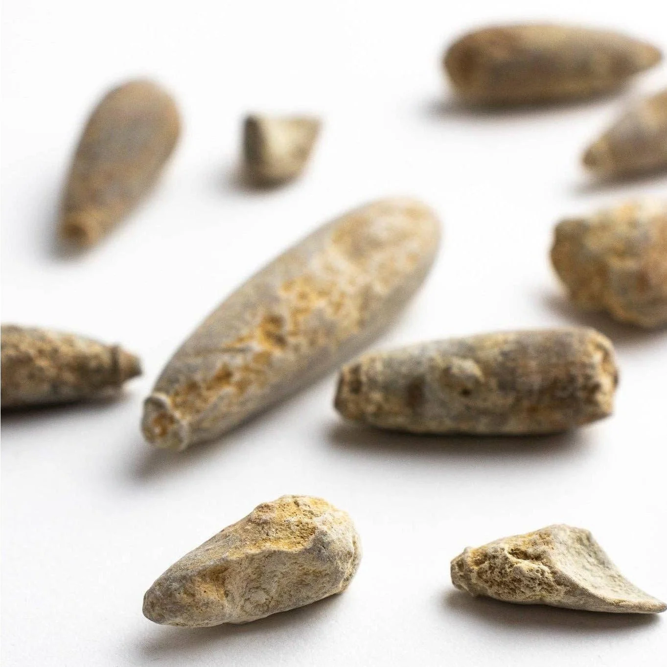 Urchin Spine Fossils - Image 5