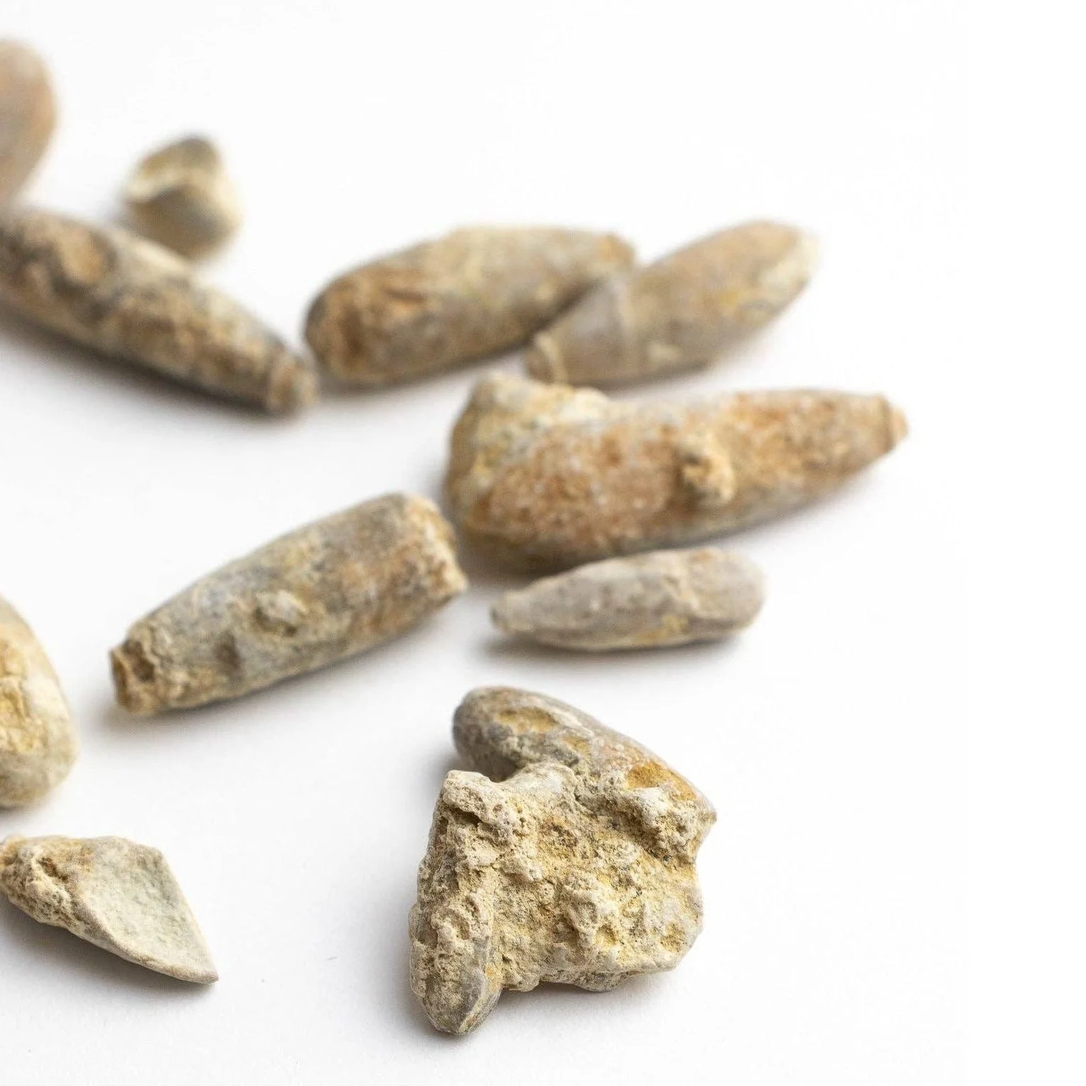 Urchin Spine Fossils - Image 6