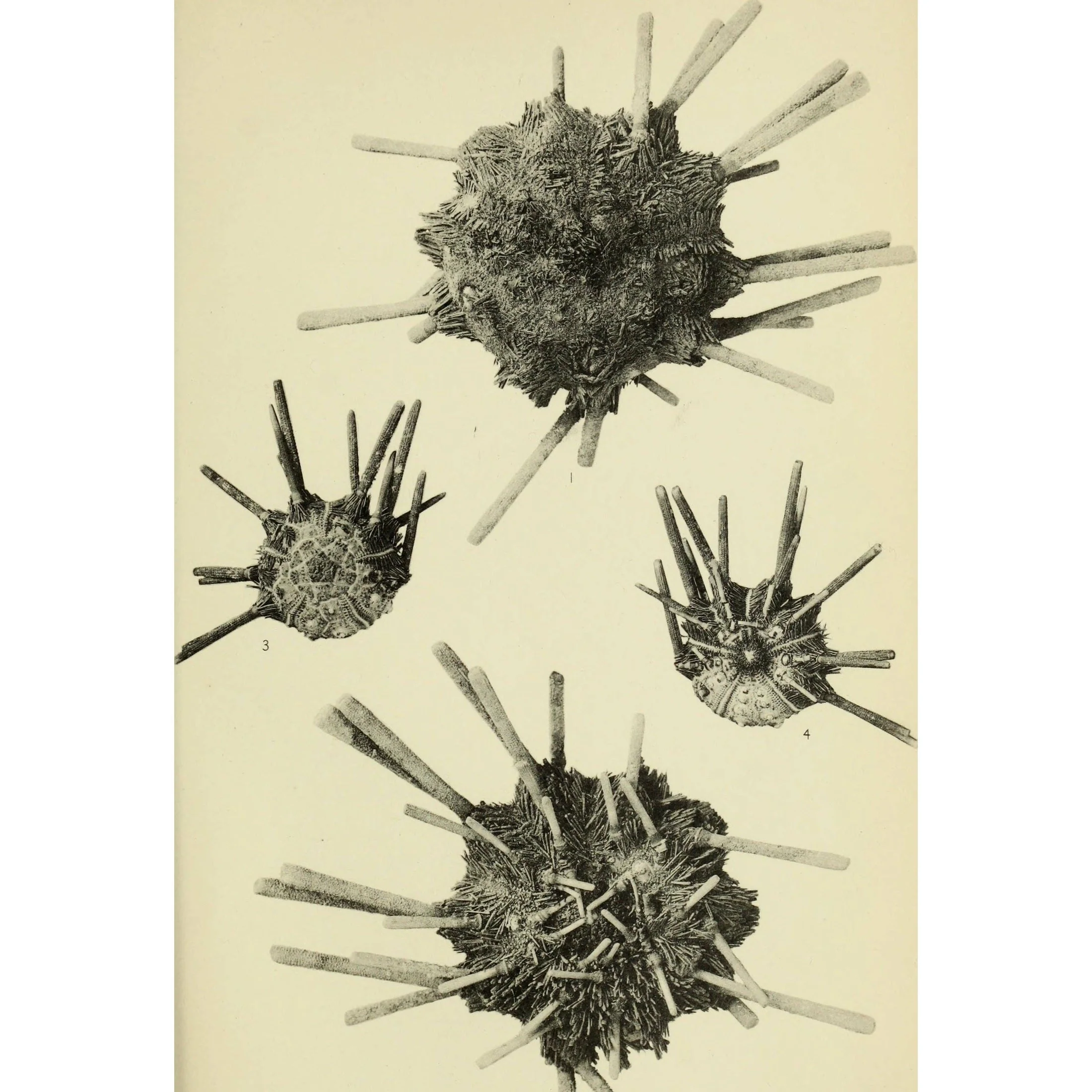 Urchin Spine Fossils - Image 7
