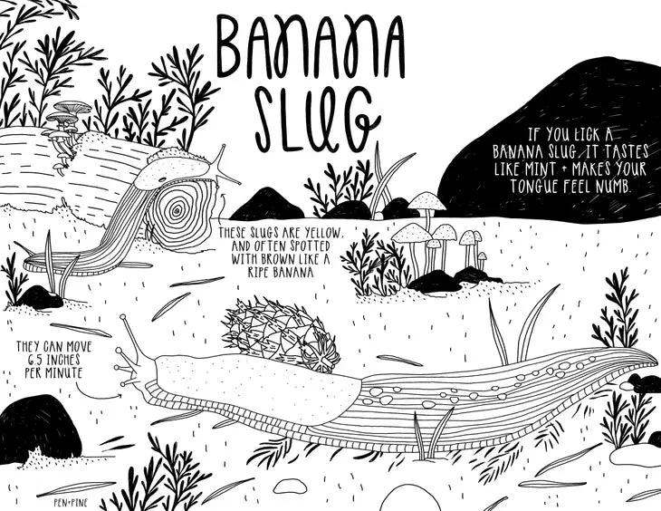 West Coast Wonderful Coloring Book - Image 2