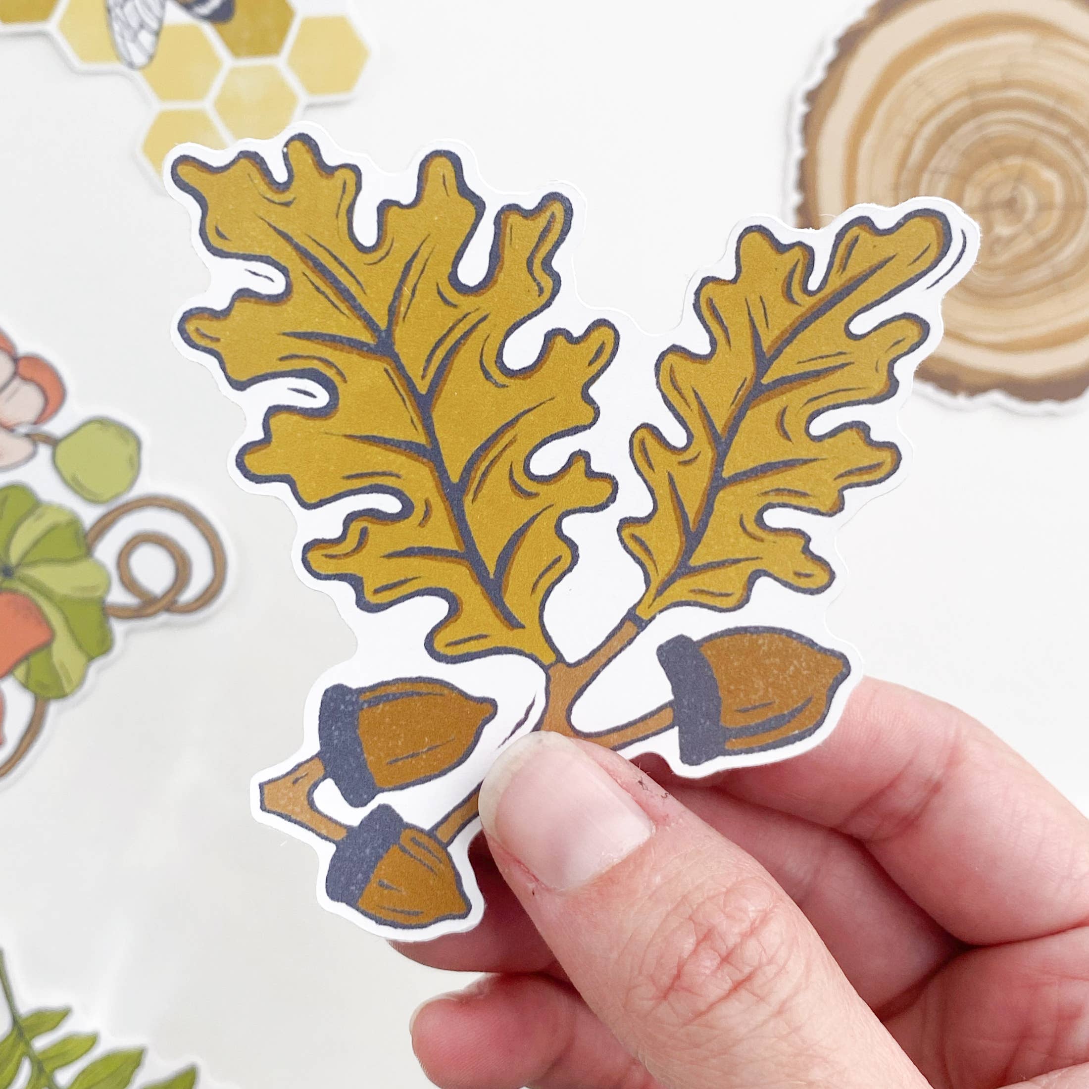 White Oak Acorn Sticker - Image 2