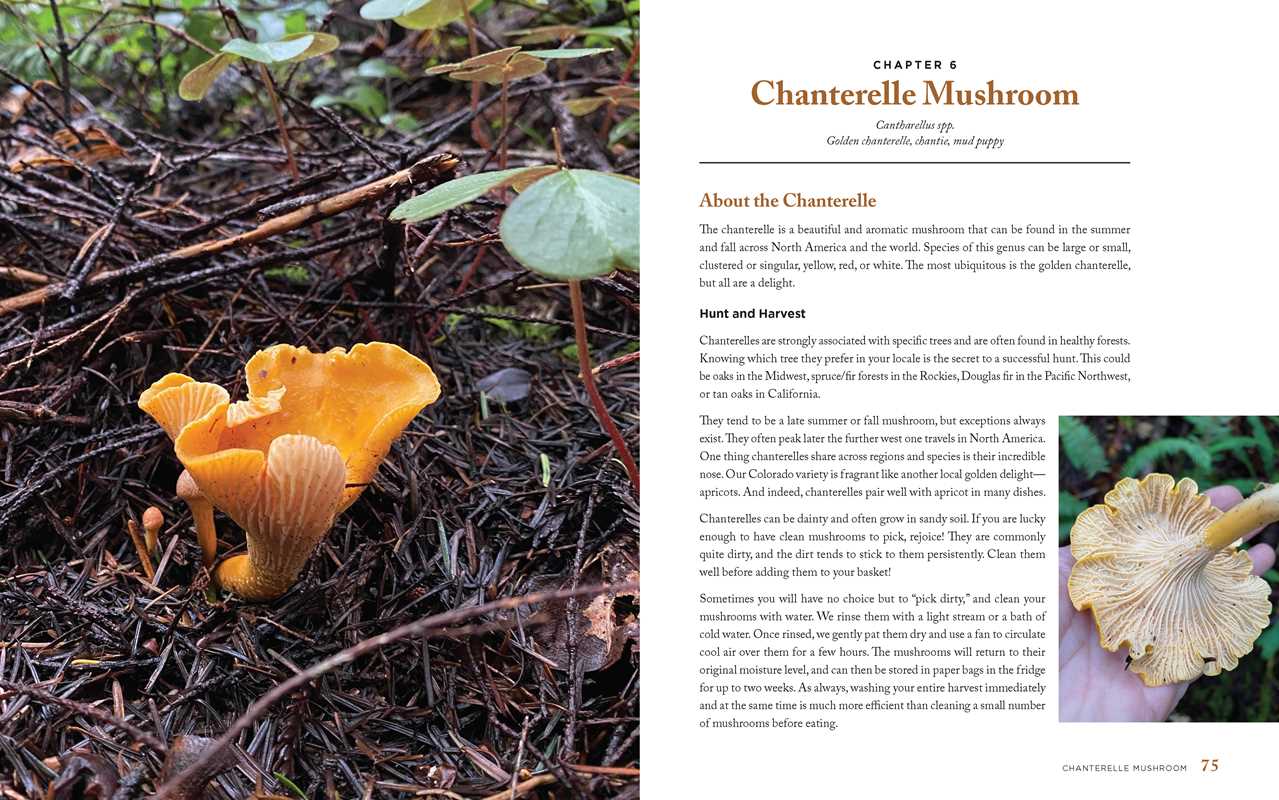 Wild Mushrooms: A Cookbook and Foraging Guide - Image 4