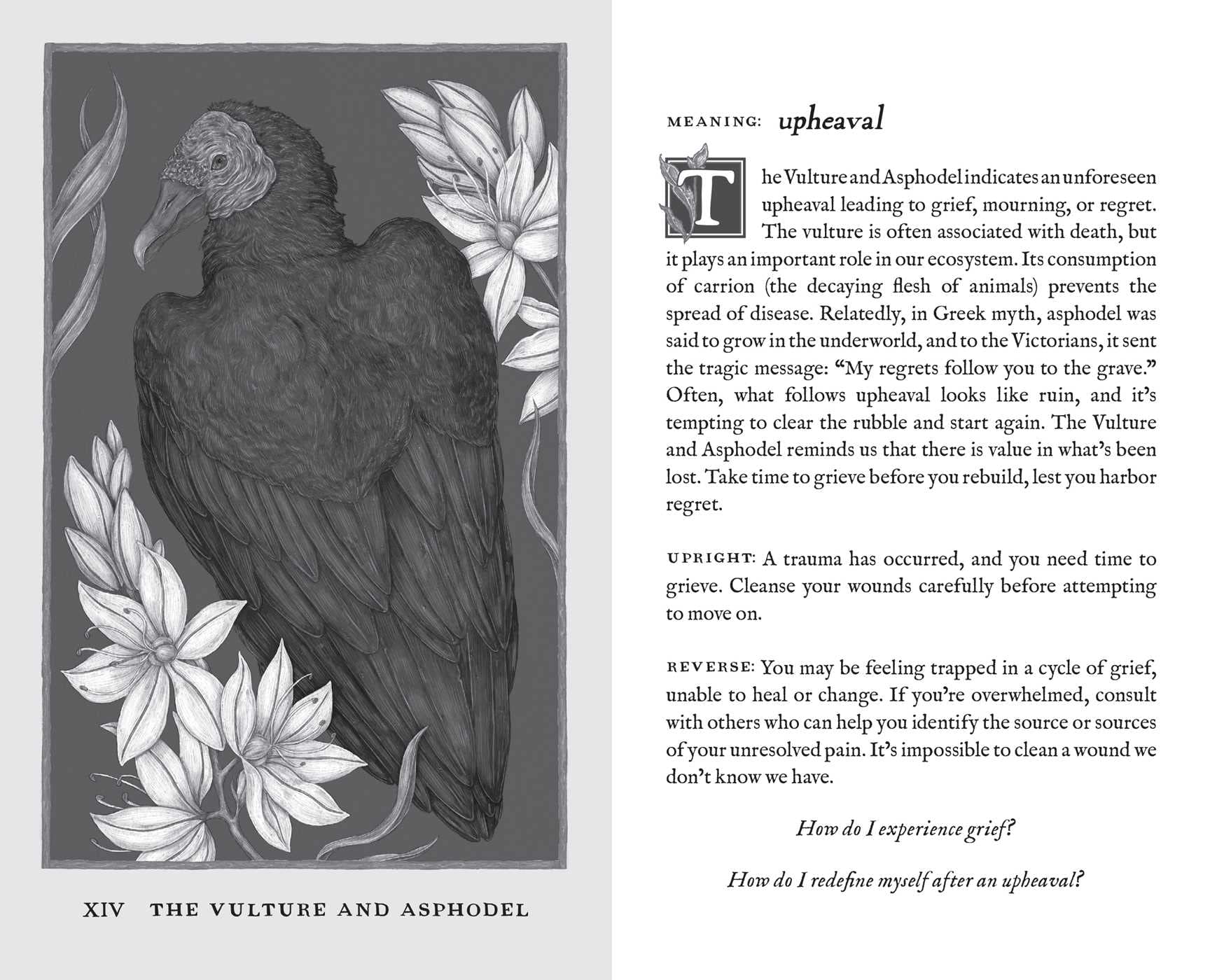Woodland Wardens Oracle Deck & Guidebook - Image 6