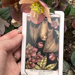 Woodland Wardens Oracle Deck & Guidebook - Image 9