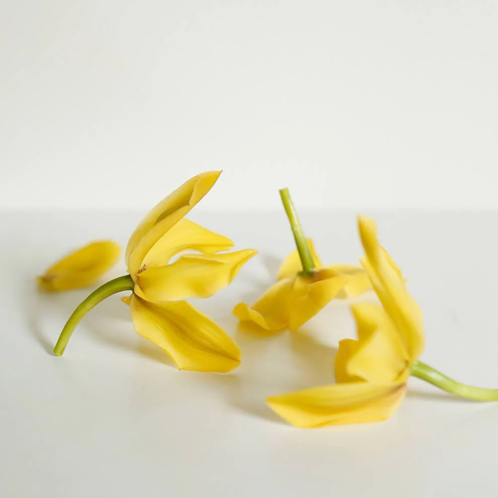 Ylang Ylang Essential Oil - Image 2